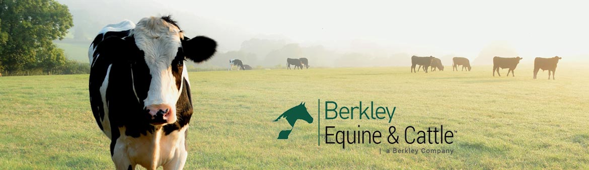 visit berkley equine & cattle